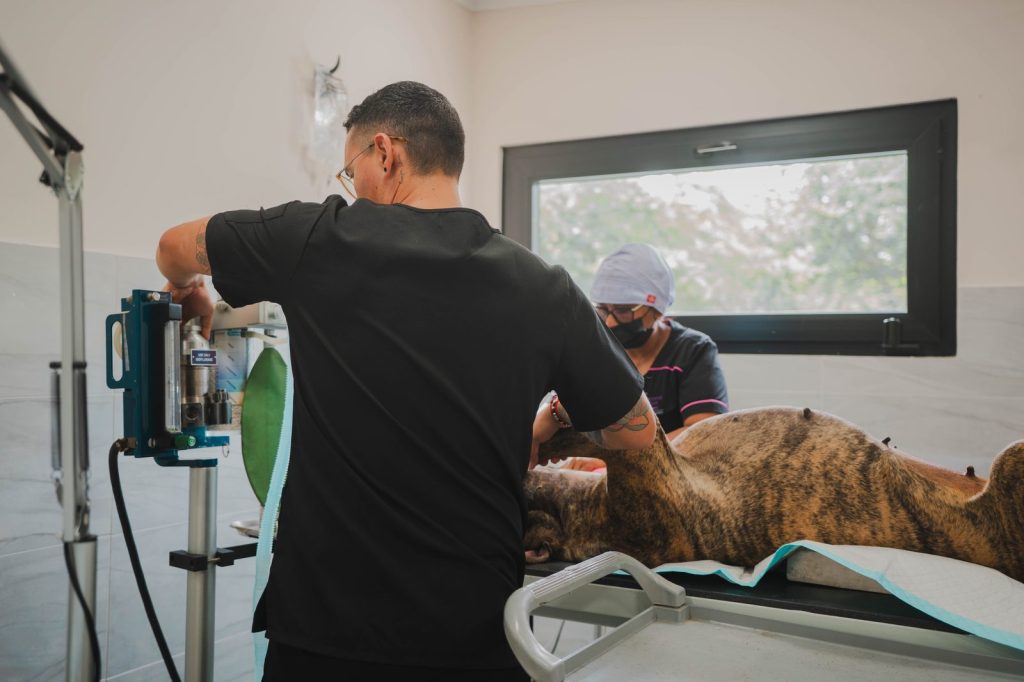 Animal Care Clinic Aruba team preparing a dog for surgery